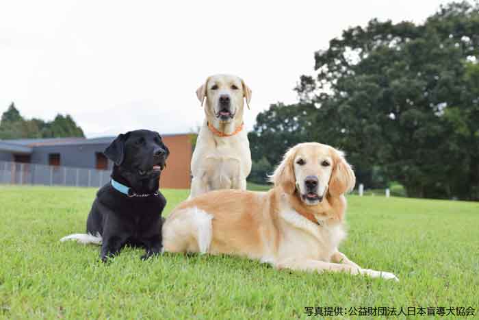 3頭の犬が並ぶ写真