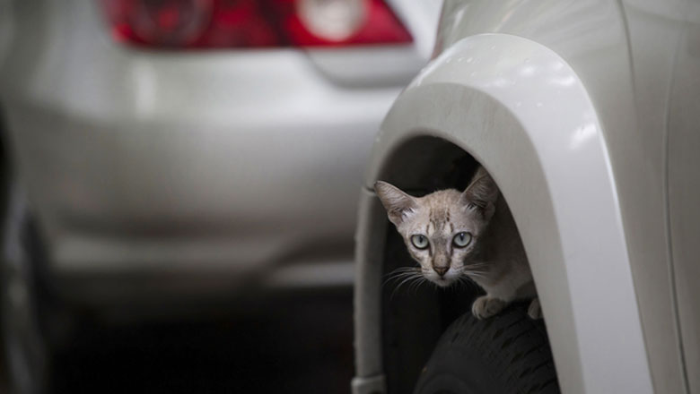 タイヤの上の猫