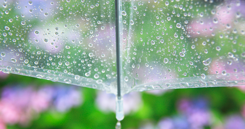 アジサイと雨傘