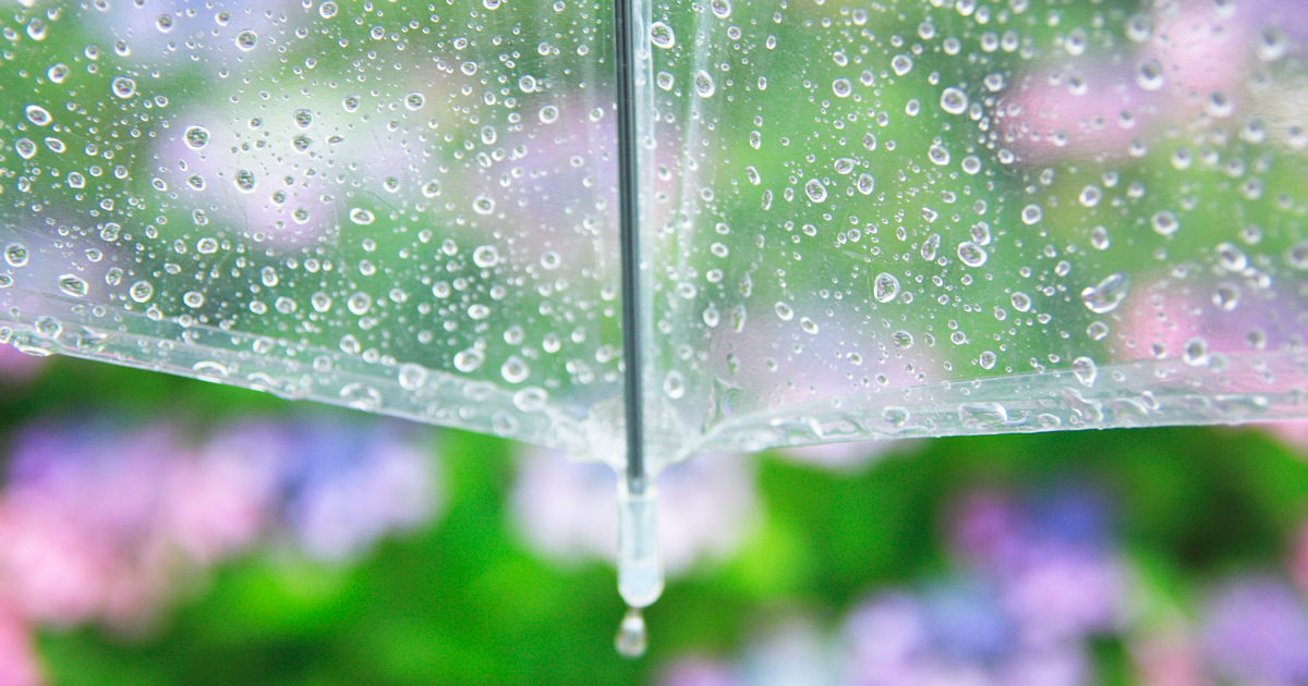 アジサイと雨傘の写真