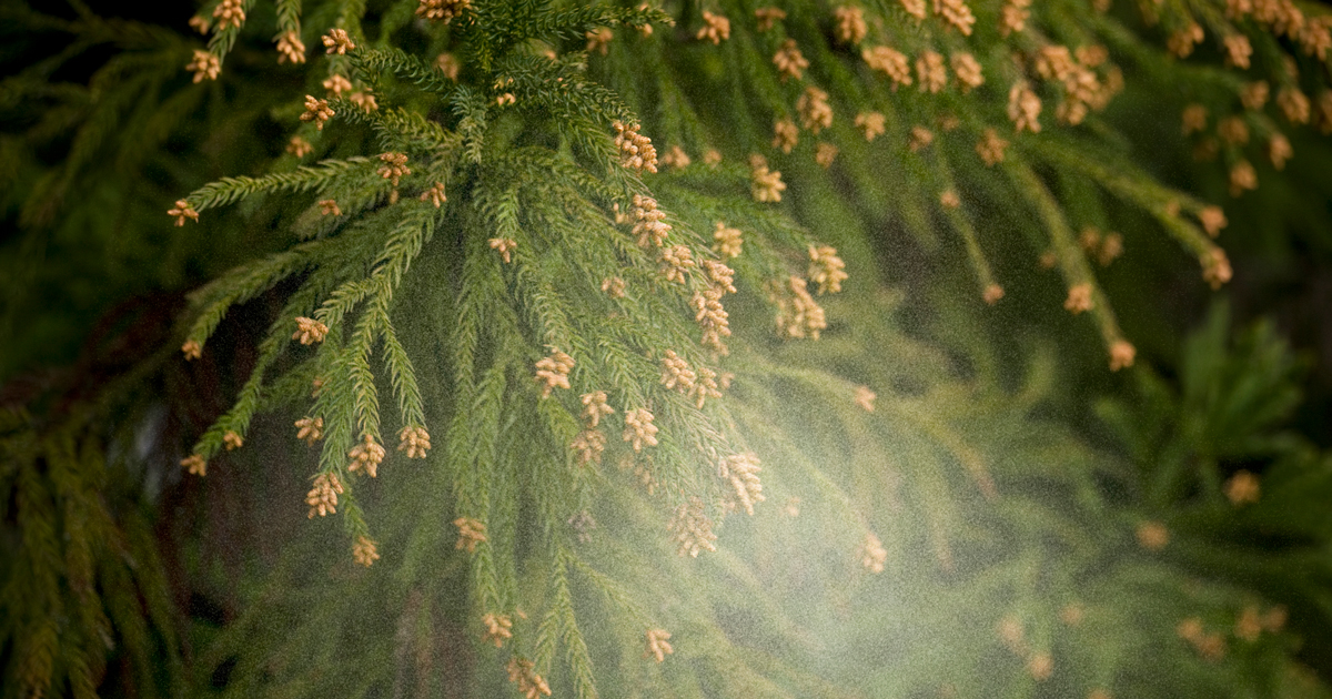 花粉が舞っている写真