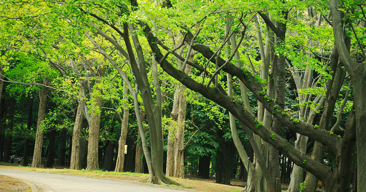 公園・木