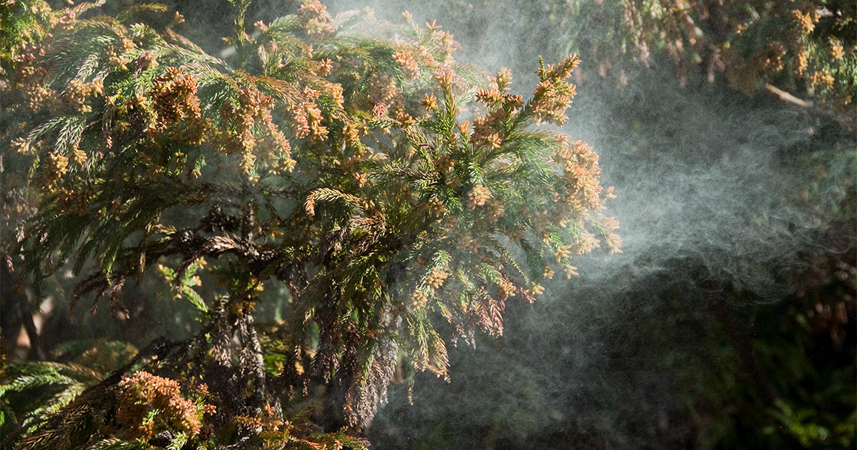 スギ花粉