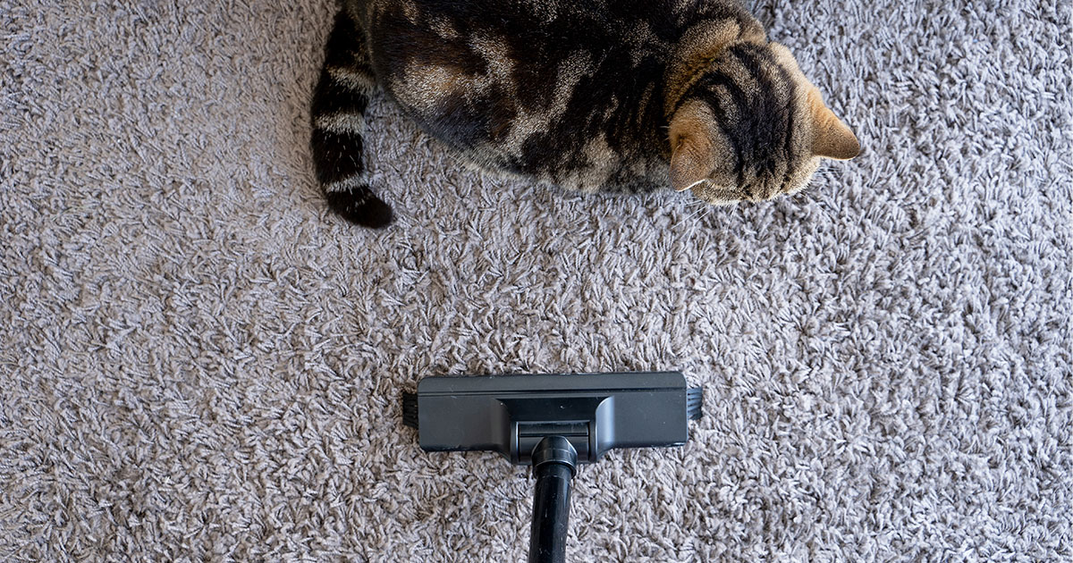 じゅうたんの上の猫に掃除機が向かっている写真