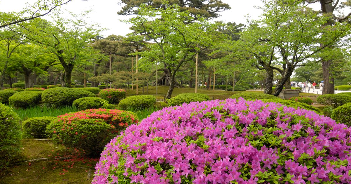 1_pruning_gardentree-1200x630.jpg
