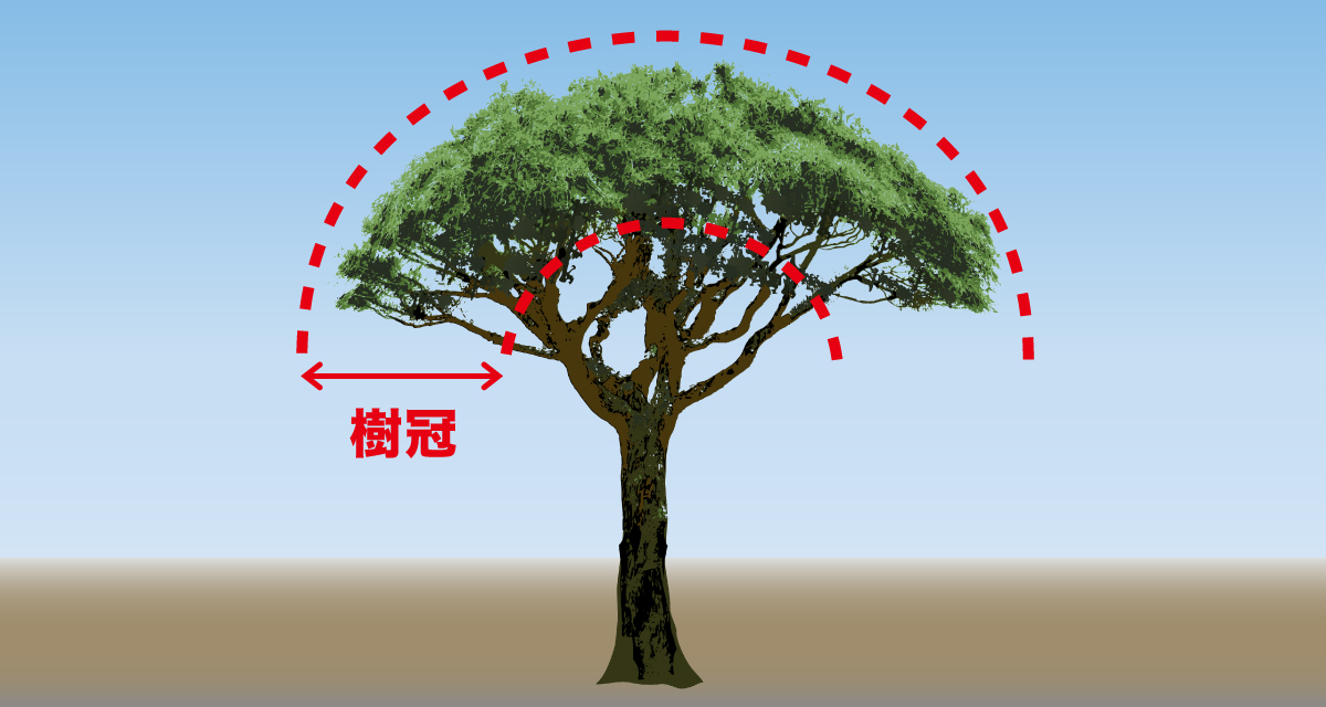 樹冠の説明イラスト