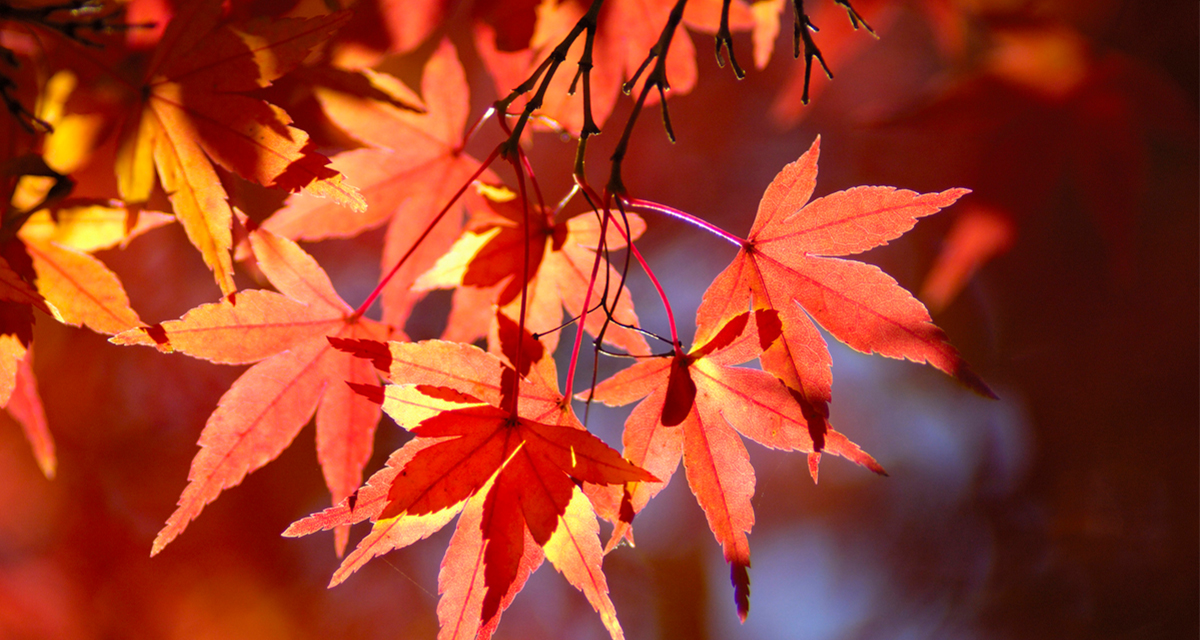 色づいた紅葉の写真