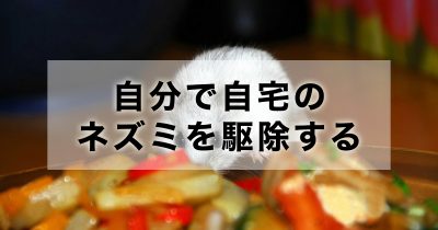 自分で自宅のネズミを駆除する簡単な方法と便利グッズを紹介