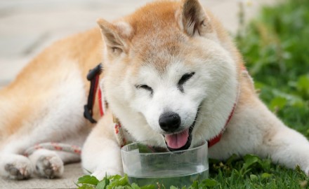 水を飲む犬の写真