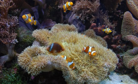 水族館の写真