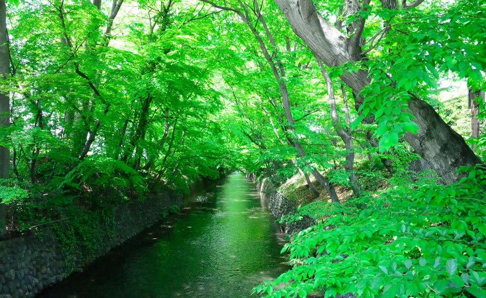 きれいな水が流れる玉川上水の写真