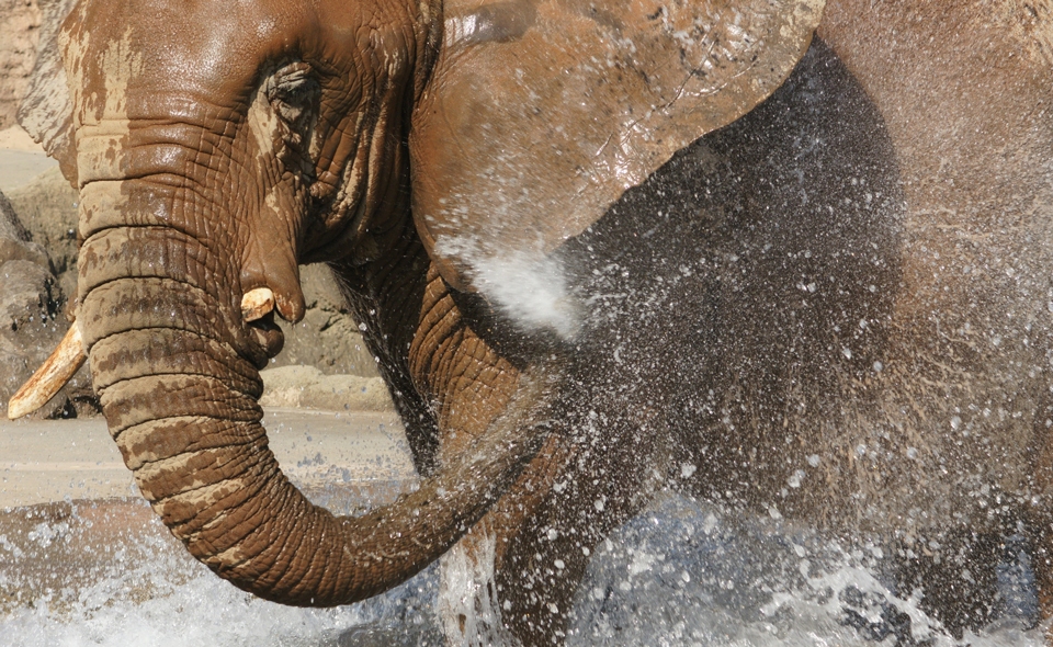 ゾウが水浴びをする理由 サニクリーン